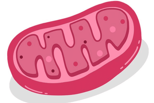 Mapy BTS – gdzie znajdują się maszty komórkowe w Polsce?